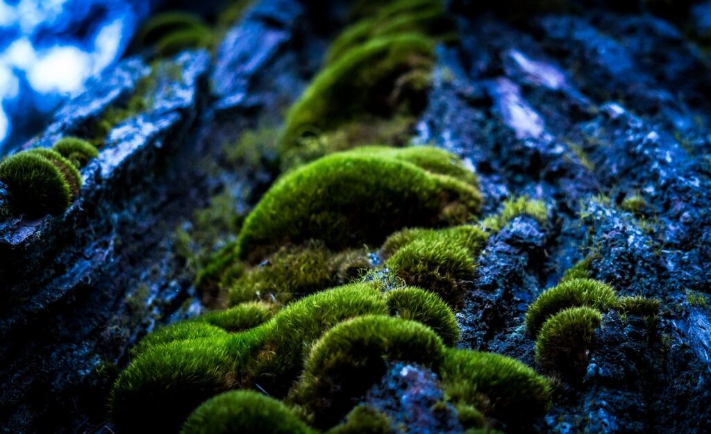 forest moss